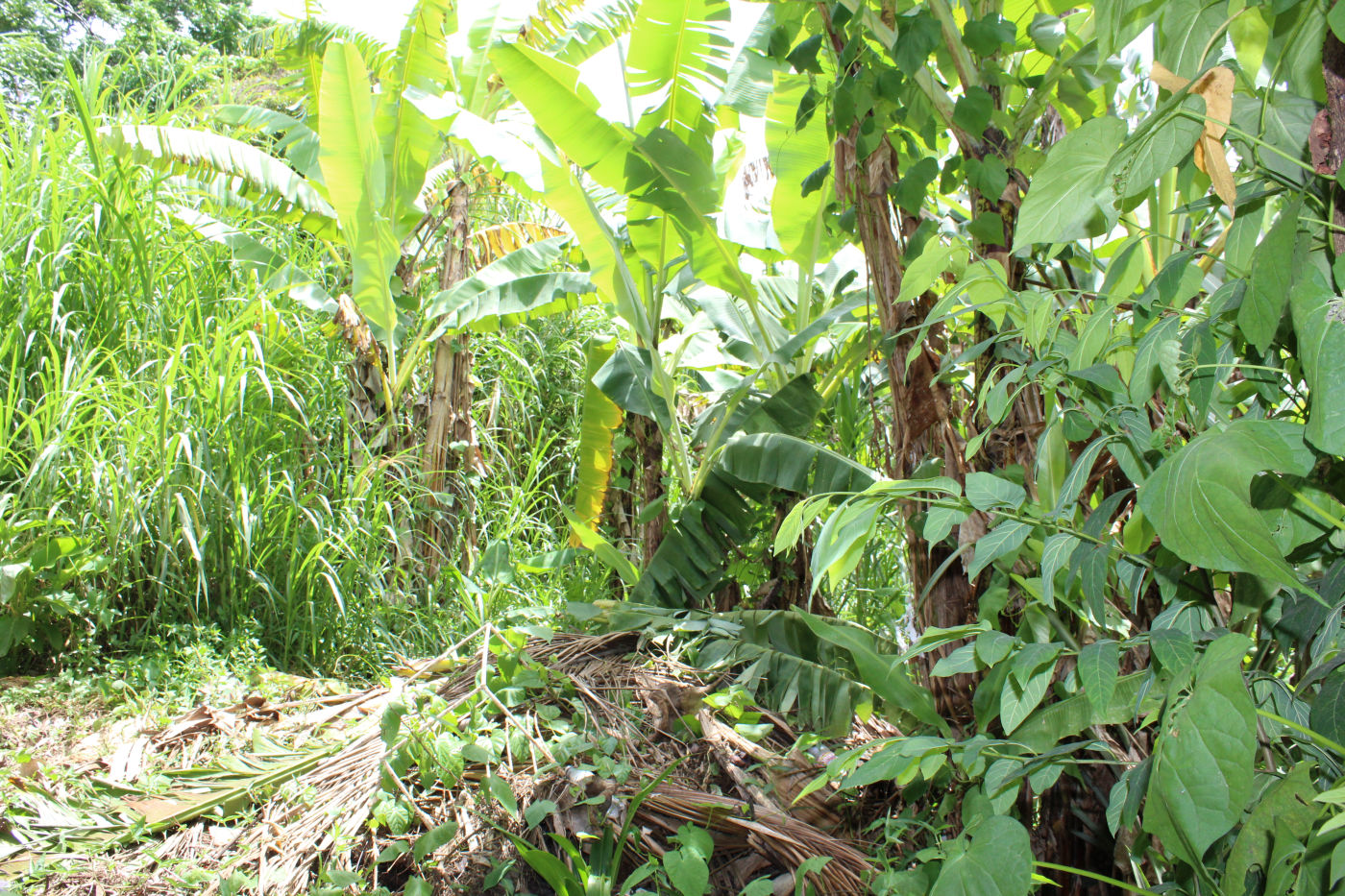 Mt Rich Grenada Property for Sale